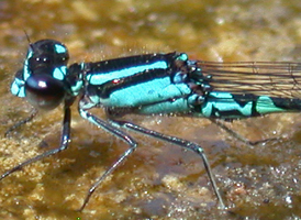Skimming Bluet